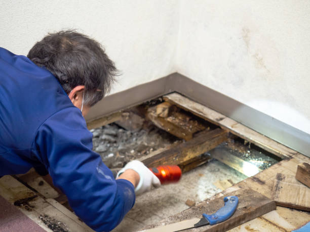 Best Mold Damage Repair  in Emmetsburg, IA