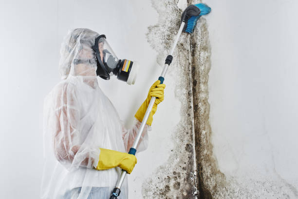 Best Emergency Mold Removal  in Emmetsburg, IA