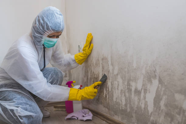 Best Mold Inspection  in Emmetsburg, IA