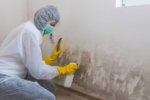 Best Commercial Mold Removal  in Emmetsburg, IA
