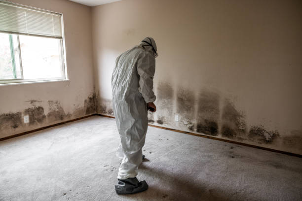 Best Mold Cleaning Services  in Emmetsburg, IA