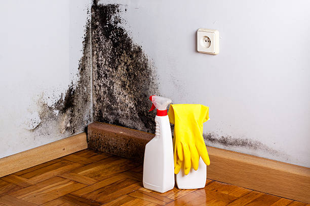 Best Professional Mold Removal  in Emmetsburg, IA
