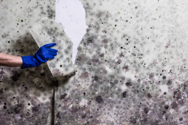 Best Best Mold Removal Companies  in Emmetsburg, IA