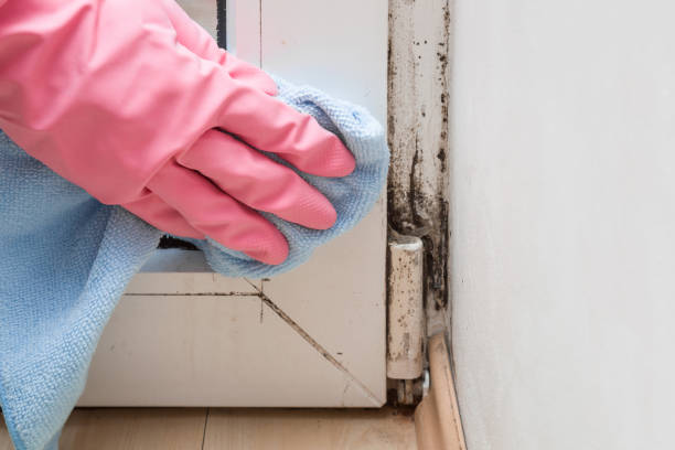 Professional Mold Removal in Emmetsburg, IA