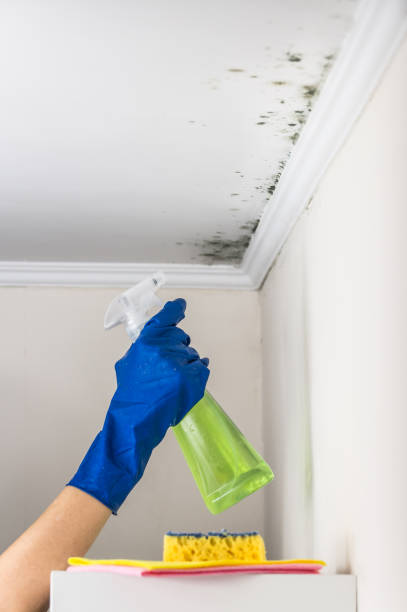 Mold Removal and Inspection in Emmetsburg, IA
